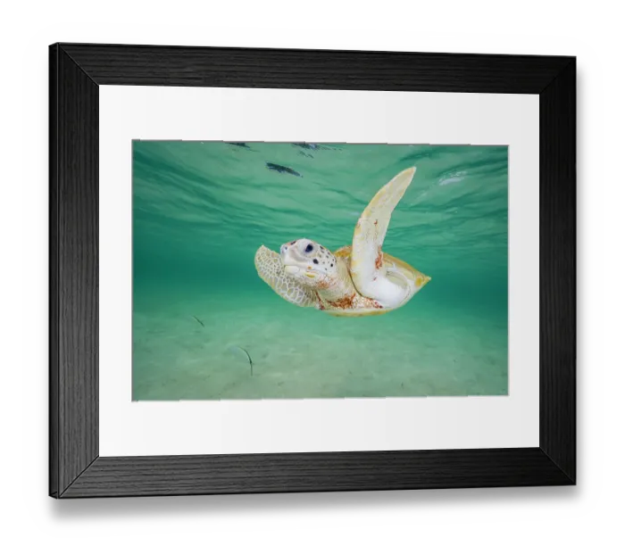Framed Print : Green sea turtle (Chelonia mydas) swimming over sandy seabed in shallow water, Eleuthera, Bahamas, Caribbean Sea. Endangered Framed Print : Green sea turtle (Chelonia mydas) swimming over sandy seabed in shallow water, Eleuthera, Bahamas, Caribbean Sea. Endangered
