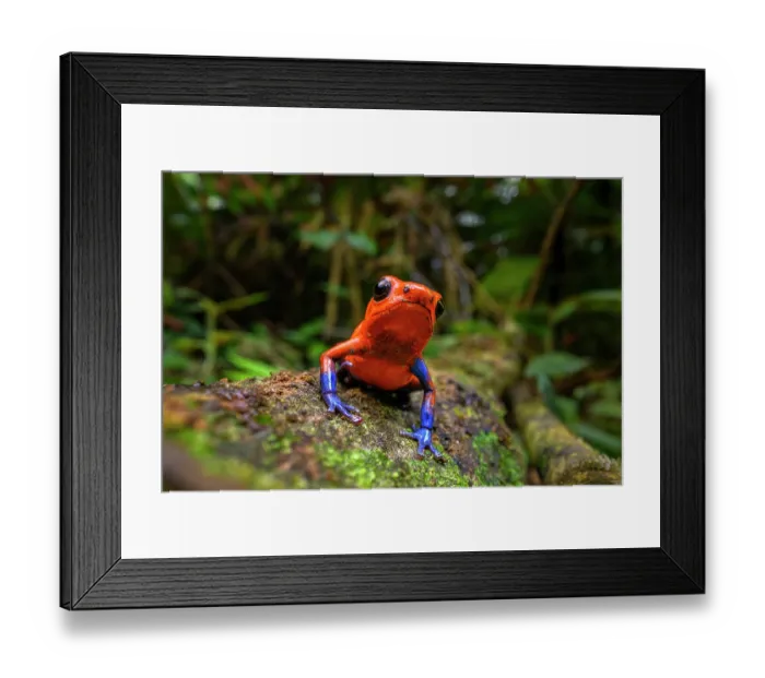 Framed Print : Strawberry poison dart frog (Oophaga pumilio) blue jeans morph, resting on forest floor, Boca Tapada, Atlantic slope, Costa Rica Framed Print : Strawberry poison dart frog (Oophaga pumilio) blue jeans morph, resting on forest floor, Boca Tapada, Atlantic slope, Costa Rica