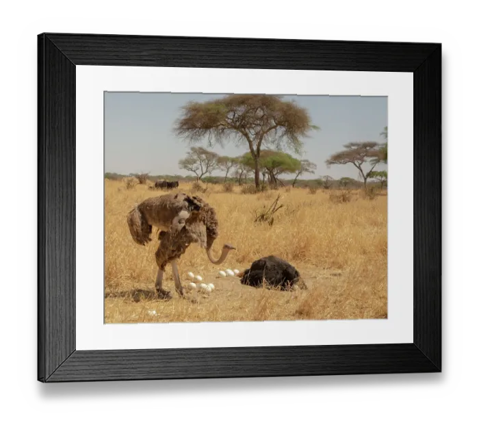 Framed Print : Masai ostriches (Struthio camels massaicus) pair at nest, taking turns to incubate eggs, Tarangire National Park, Tanzania Framed Print : Masai ostriches (Struthio camels massaicus) pair at nest, taking turns to incubate eggs, Tarangire National Park, Tanzania