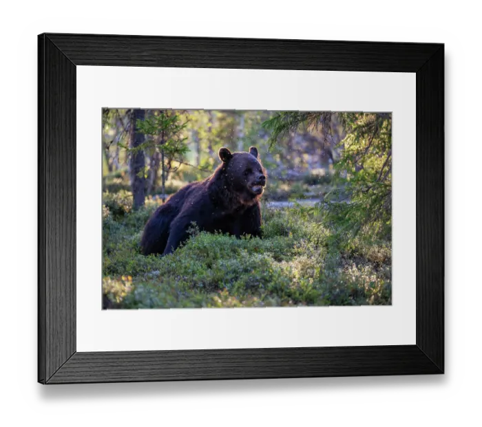 Framed Print : Eurasian brown bear (Ursus arctos) resting in the forest, Kuikka camp, Kuhmo, Finland. August Framed Print : Eurasian brown bear (Ursus arctos) resting in the forest, Kuikka camp, Kuhmo, Finland. August