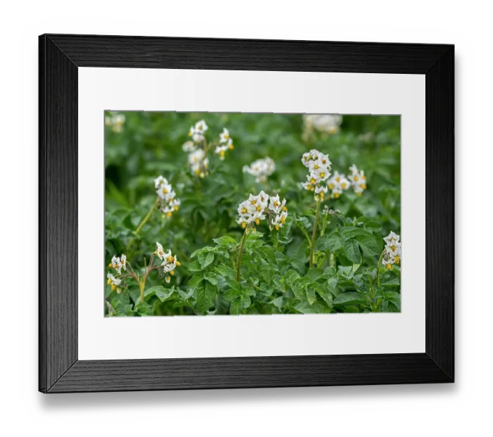 Framed Print : Potato plants (Solanum tuberosum) in flower in field in early summer, Flanders, Belgium. June Framed Print : Potato plants (Solanum tuberosum) in flower in field in early summer, Flanders, Belgium. June