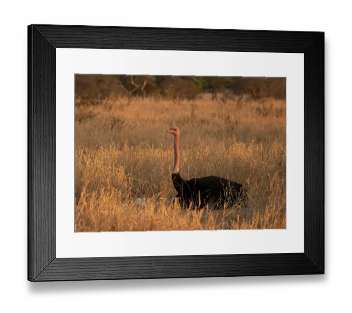 Framed Print : Masai ostrich (Struthio camelus massaicus) male, sitting on nest incubating eggs, Tarangire National Park, Tanzania Framed Print : Masai ostrich (Struthio camelus massaicus) male, sitting on nest incubating eggs, Tarangire National Park, Tanzania
