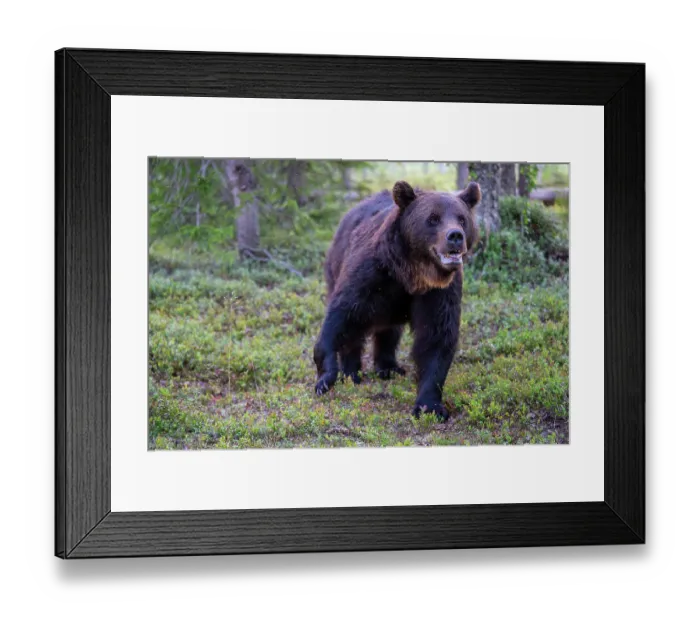 Framed Print : Eurasian brown bear (Ursus arctos) walking through the forest, Kuikka camp, Kuhmo, Finland. August Framed Print : Eurasian brown bear (Ursus arctos) walking through the forest, Kuikka camp, Kuhmo, Finland. August