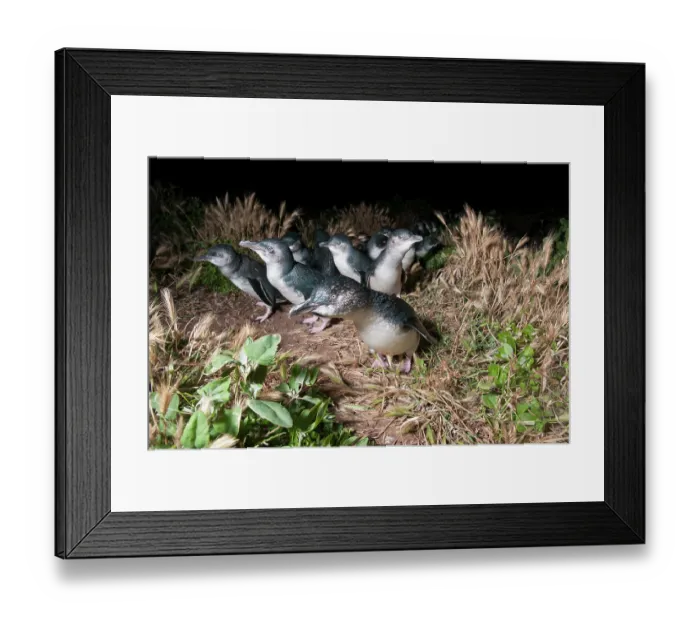 Framed Print : Fairy penguin (Eudyptula minor) colony making their way towards nesting burrows at night, Phillip Island Nature Park, Victoria, Australia Framed Print : Fairy penguin (Eudyptula minor) colony making their way towards nesting burrows at night, Phillip Island Nature Park, Victoria, Australia