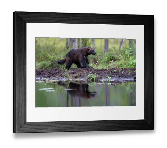 Framed Print : Wolverine (Gulo gulo) walking along edge of forest pool, Kuikka camp, Kuhmo, Finland. August