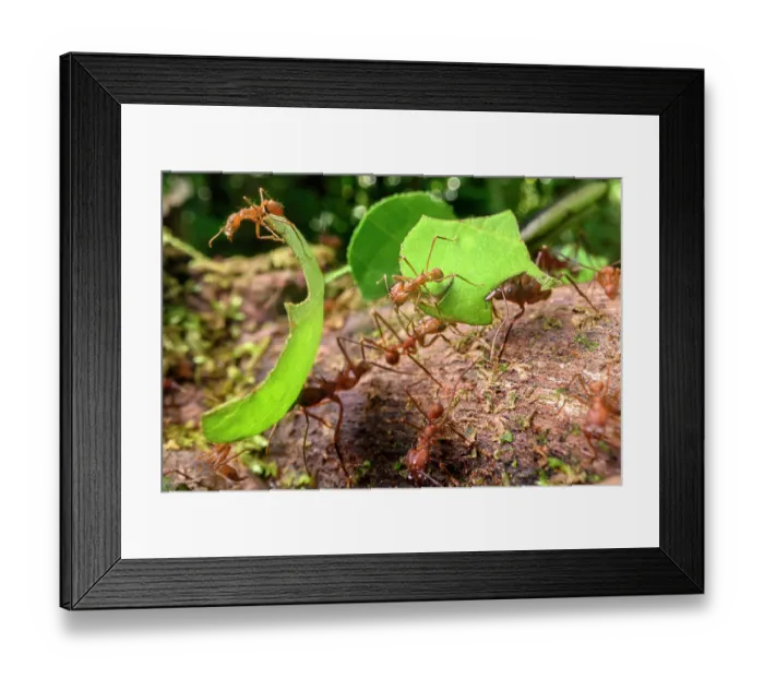 Framed Print : Leaf-cutter ants (Atta sp. or Acromyrmex sp.) carrying leaf fragments to the colony in lowland rainforest, Piedras Blancas National Park, near Osa Peninsula, Costa Rica Framed Print : Leaf-cutter ants (Atta sp. or Acromyrmex sp.) carrying leaf fragments to the colony in lowland rainforest, Piedras Blancas National Park, near Osa Peninsula, Costa Rica