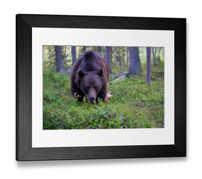 Framed Print : Eurasian brown bear (Ursus arctos) standing in the forest, Kuikka camp, Kuhmo, Finland. August Framed Print : Eurasian brown bear (Ursus arctos) standing in the forest, Kuikka camp, Kuhmo, Finland. August