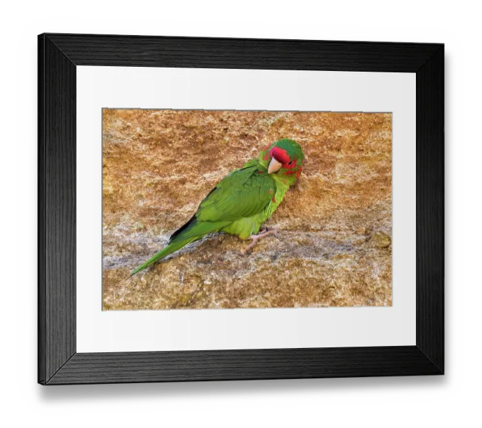 Framed Print : Mitred parakeet (Psittacara mitratus) perched on rock ledge, preening. Captive, occurs in South America Framed Print : Mitred parakeet (Psittacara mitratus) perched on rock ledge, preening. Captive, occurs in South America