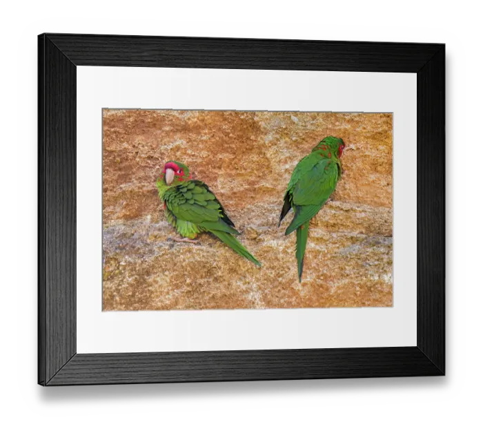 Framed Print : Two Mitred parakeets (Psittacara mitratus) perched on rock ledge. Captive, occurs in South America Framed Print : Two Mitred parakeets (Psittacara mitratus) perched on rock ledge. Captive, occurs in South America