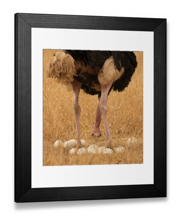 Framed Print : Masai ostrich (Struthio camelus massaicus) male, standing over eggs at nest site, Tarangire National Park, Tanzania Framed Print : Masai ostrich (Struthio camelus massaicus) male, standing over eggs at nest site, Tarangire National Park, Tanzania