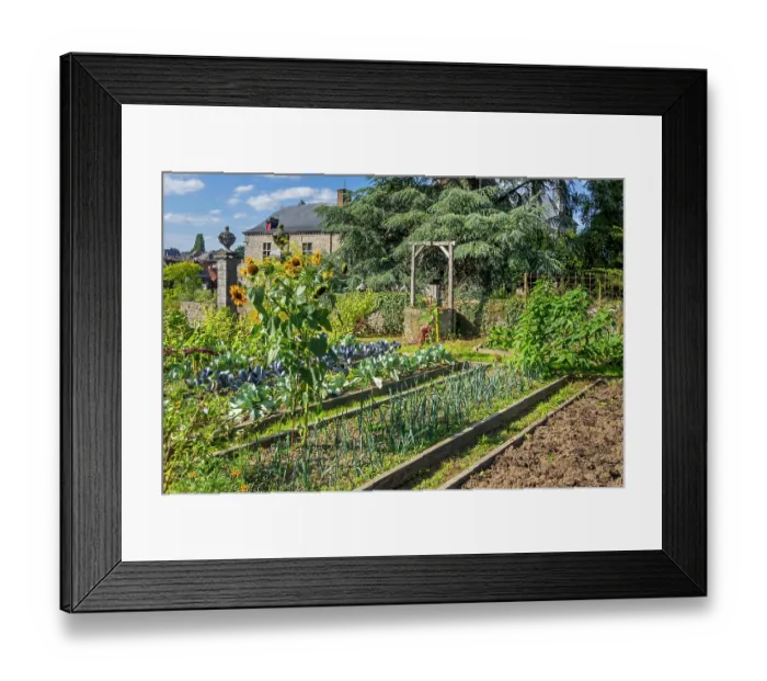 Framed Print : Raised beds for greens, cabbages and herbs growing in vegetable garden protected by stone wall in summer, Ardennes, Belgium. August Framed Print : Raised beds for greens, cabbages and herbs growing in vegetable garden protected by stone wall in summer, Ardennes, Belgium. August