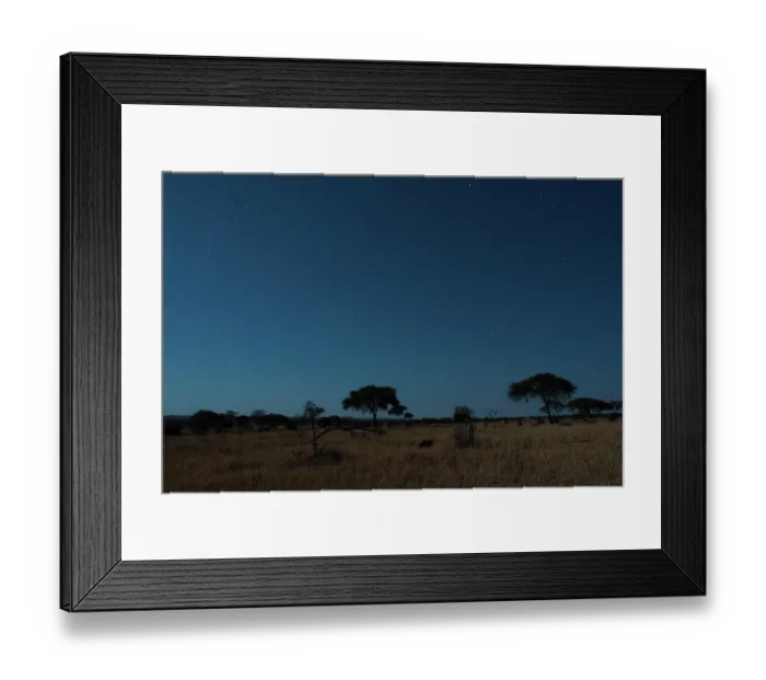 Framed Print : Masai ostrich (Struthio camelus massaicus) male, sitting on nest at night incubating eggs, Tarangire National Park, Tanzania Framed Print : Masai ostrich (Struthio camelus massaicus) male, sitting on nest at night incubating eggs, Tarangire National Park, Tanzania