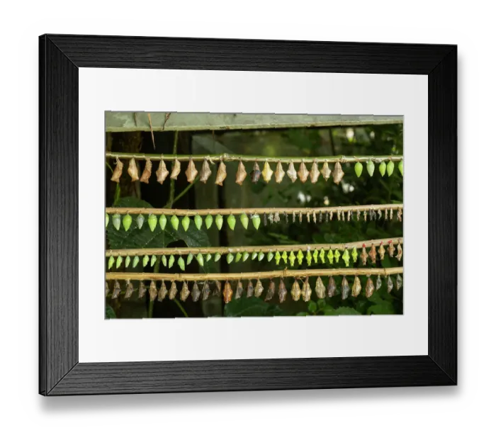 Framed Print : Tropical butterfly pupae hanging from bamboo canes awaiting emergence of adults. Butterfly house, Devon, UK. July. Captive Framed Print : Tropical butterfly pupae hanging from bamboo canes awaiting emergence of adults. Butterfly house, Devon, UK. July. Captive