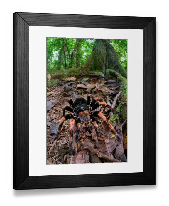 Framed Print : Costa Rican orange-kneed tarantula (Megaphobema mesomelas) female, on rainforest floor, Bosque de Paz, Montane forest, Atlantic slope, Costa Rica Framed Print : Costa Rican orange-kneed tarantula (Megaphobema mesomelas) female, on rainforest floor, Bosque de Paz, Montane forest, Atlantic slope, Costa Rica