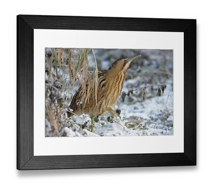 Framed Print : Bittern (Botaurus stellaris) walking over snow-covered grass, Norfolk, England, UK. December Framed Print : Bittern (Botaurus stellaris) walking over snow-covered grass, Norfolk, England, UK. December