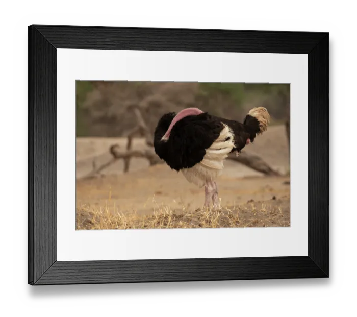 Framed Print : Masai ostrich (Struthio camelus massaicus) male, preening, Tarangire National Park, Tanzania Framed Print : Masai ostrich (Struthio camelus massaicus) male, preening, Tarangire National Park, Tanzania