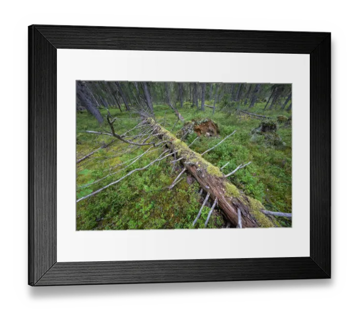 Framed Print : Fallen tree in old growth continuous forest, Elamyssalo Nature Reserve, Kuikka, in No Mans Land, on the border between Finland and Russia, Kuhmo, Finland. August, 2023
