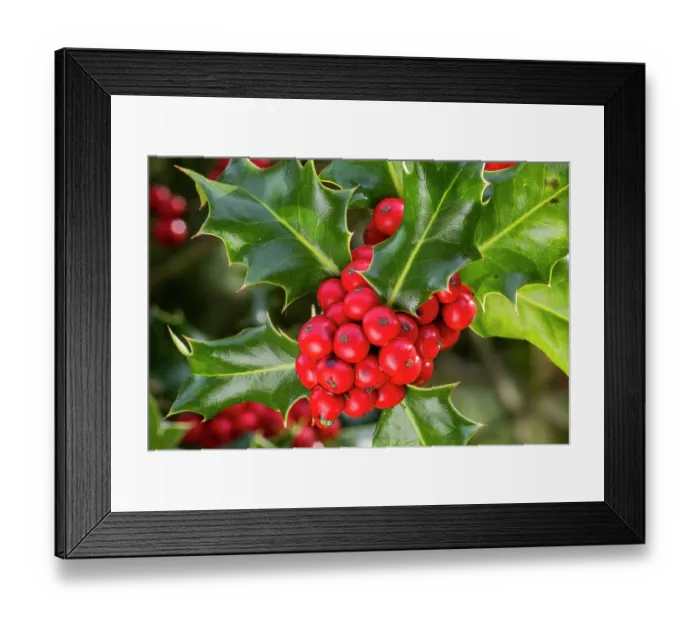 Framed Print : Common holly (Ilex aquifolium) close-up of evergreen leaves and red berries in autumn, Flanders, Belgium. October Framed Print : Common holly (Ilex aquifolium) close-up of evergreen leaves and red berries in autumn, Flanders, Belgium. October