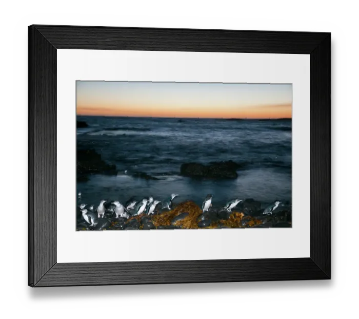 Framed Print : Fairy penguin (Eudyptula minor) colony, coming ashore after dusk to reach breeding site, Phillip Island Nature Park, Victoria, Australia Framed Print : Fairy penguin (Eudyptula minor) colony, coming ashore after dusk to reach breeding site, Phillip Island Nature Park, Victoria, Australia