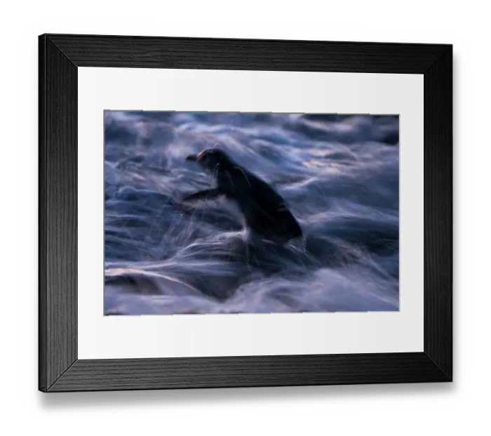 Framed Print : Fairy penguin (Eudyptula minor) coming ashore after dusk to reach breeding site, Phillip Island Nature Park, Victoria, Australia Framed Print : Fairy penguin (Eudyptula minor) coming ashore after dusk to reach breeding site, Phillip Island Nature Park, Victoria, Australia