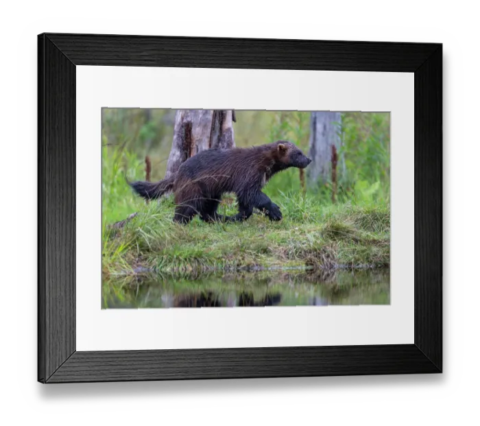 Framed Print : Wolverine (Gulo gulo) walking along edge of forest pool, Kuikka camp, Kuhmo, Finland. August