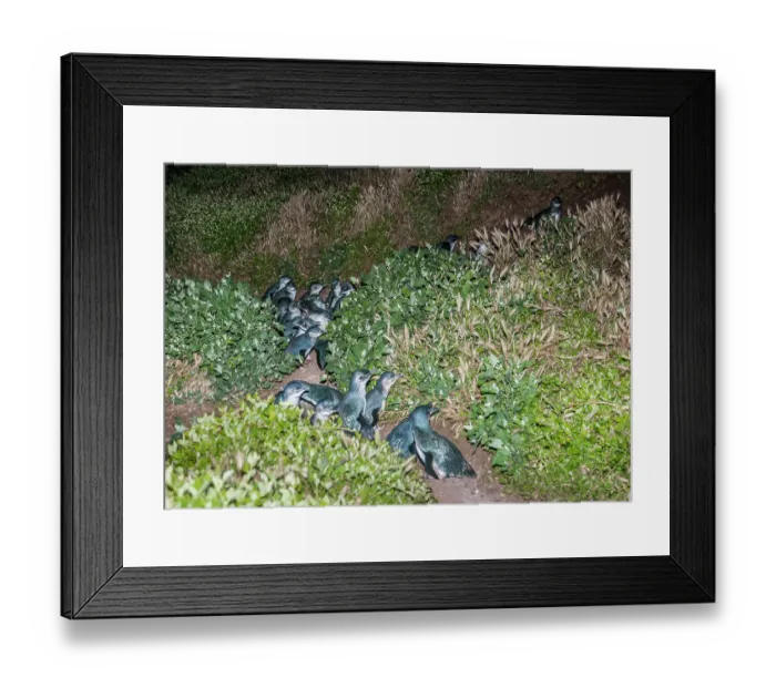 Framed Print : Fairy penguin (Eudyptula minor) colony making their way towards nesting burrows at night, Phillip Island Nature Park, Victoria, Australia Framed Print : Fairy penguin (Eudyptula minor) colony making their way towards nesting burrows at night, Phillip Island Nature Park, Victoria, Australia