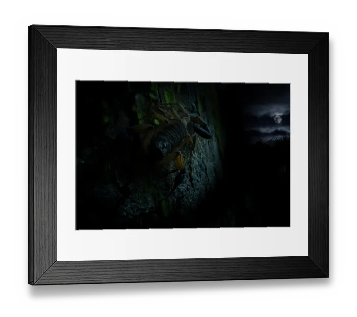 Framed Print : Scorpion (Scorpiones) active at night on tree trunk, Osa Peninsula, Pacific slope, Costa Rica Framed Print : Scorpion (Scorpiones) active at night on tree trunk, Osa Peninsula, Pacific slope, Costa Rica