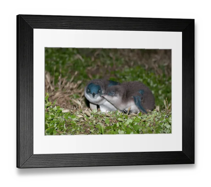 Framed Print : Two Fairy penguin (Eudyptula minor) chicks preparing to fledge, Phillip Island Nature Park, Victoria, Australia Framed Print : Two Fairy penguin (Eudyptula minor) chicks preparing to fledge, Phillip Island Nature Park, Victoria, Australia