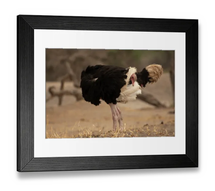 Framed Print : RF - Masai ostrich (Struthio camelus massaicus) male, preening, Tarangire National Park, Tanzania. (This image may be licensed either as rights managed or royalty free.) Framed Print : RF - Masai ostrich (Struthio camelus massaicus) male, preening, Tarangire National Park, Tanzania. (This image may be licensed either as rights managed or royalty free.)