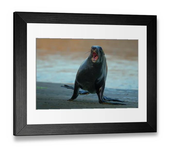 Framed Print : New Zealand sea lion (Phocarctos hookeri) sub-adult male, with mouth open, dominance display, on sandy shore of an estuary, Catlins, South Island, New Zealand. Endangered Framed Print : New Zealand sea lion (Phocarctos hookeri) sub-adult male, with mouth open, dominance display, on sandy shore of an estuary, Catlins, South Island, New Zealand. Endangered