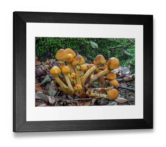Framed Print : Spectacular rustgill mushrooms (Gymnopilus junonius) early growth stage in autumn forest, Flanders, Belgium. October