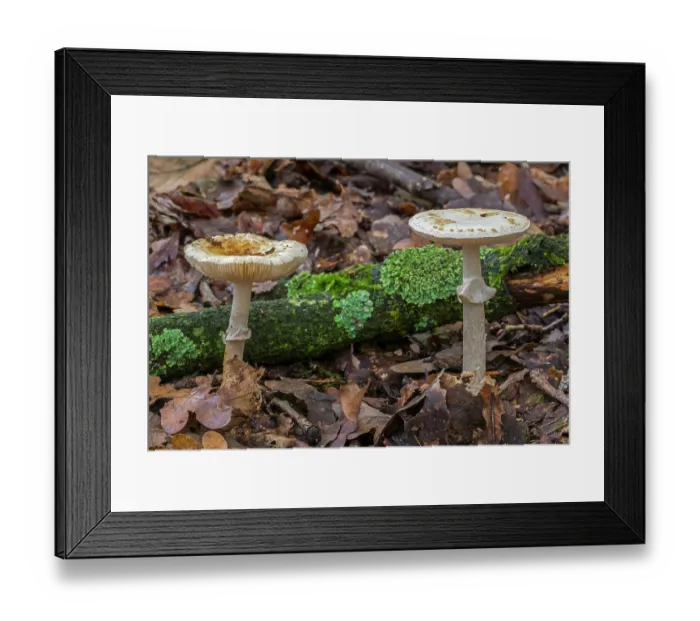 Framed Print : False deathcap toadstools (Amanita citrina) growing in forest leaf litter in autumn, Flanders, Belgium. October Framed Print : False deathcap toadstools (Amanita citrina) growing in forest leaf litter in autumn, Flanders, Belgium. October