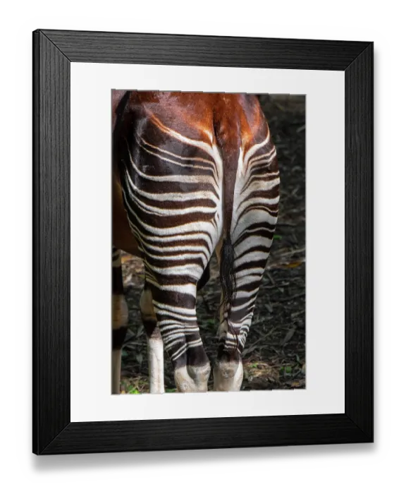 Framed Print : Okapi (Okapia johnstoni) rear view portrait. Captive, occurs in central Africa Framed Print : Okapi (Okapia johnstoni) rear view portrait. Captive, occurs in central Africa