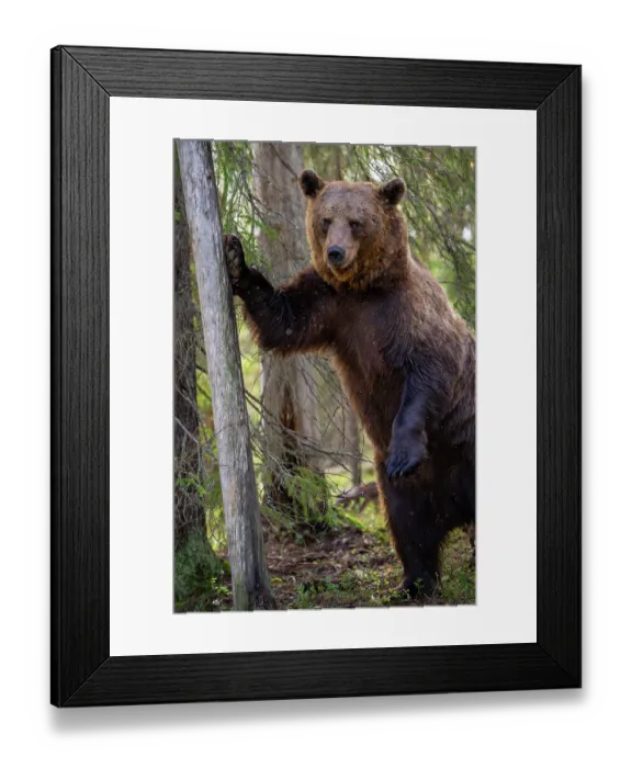 Framed Print : Eurasian brown bear (Ursus arctos) standing on hind legs resting paw on tree trunk, Kuikka camp, Kuhmo, Finland. August Framed Print : Eurasian brown bear (Ursus arctos) standing on hind legs resting paw on tree trunk, Kuikka camp, Kuhmo, Finland. August