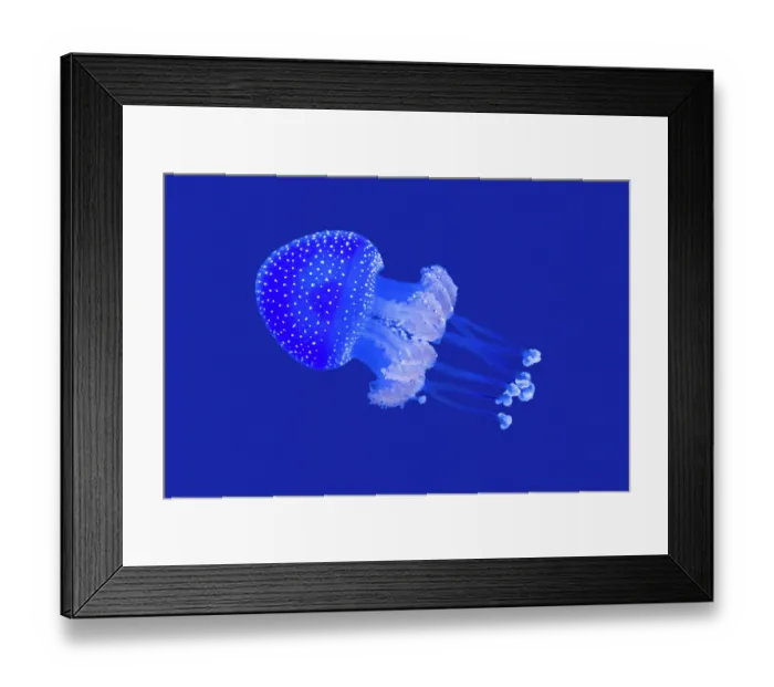 Framed Print : Floating bell (Phyllorhiza punctata) swimming in aquarium. Captive, occurs in Pacific Ocean Framed Print : Floating bell (Phyllorhiza punctata) swimming in aquarium. Captive, occurs in Pacific Ocean