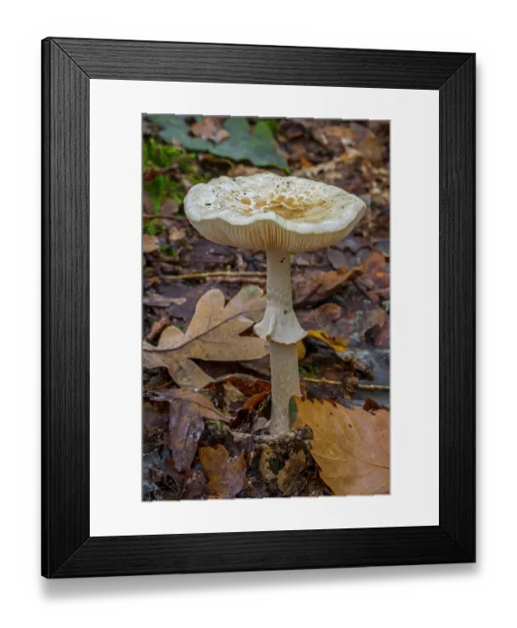 Framed Print : False deathcap toadstool (Amanita citrina) growing in forest leaf litter in autumn, Flanders, Belgium. October