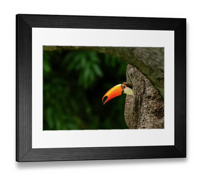 Framed Print : Toco toucan (Ramphastos toco) peering out of nest hole, Refugio Ecologico Caiman, Mato Grosso do Sul, Pantanal, Brazil Framed Print : Toco toucan (Ramphastos toco) peering out of nest hole, Refugio Ecologico Caiman, Mato Grosso do Sul, Pantanal, Brazil