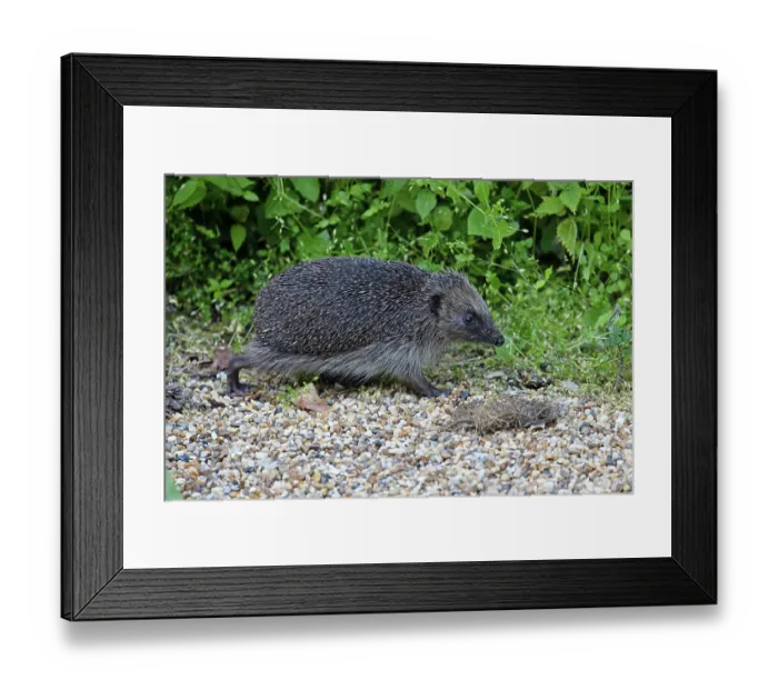 Framed Print : European hedgehog (Erinaceus europaeus) walking along gravel path, Norwich, England, UK. May Framed Print : European hedgehog (Erinaceus europaeus) walking along gravel path, Norwich, England, UK. May
