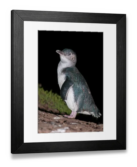 Framed Print : Fairy penguin (Eudyptula minor) portrait, Phillip Island Nature Park, Victoria, Australia Framed Print : Fairy penguin (Eudyptula minor) portrait, Phillip Island Nature Park, Victoria, Australia