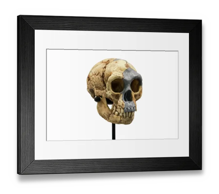 Framed Print : Skull replica of Homo floresiensis, known as Flores Man from Liang Bua cave, archaic human that lived from 95, 000 till 50, 000 years ago in Indonesia Framed Print : Skull replica of Homo floresiensis, known as Flores Man from Liang Bua cave, archaic human that lived from 95, 000 till 50, 000 years ago in Indonesia
