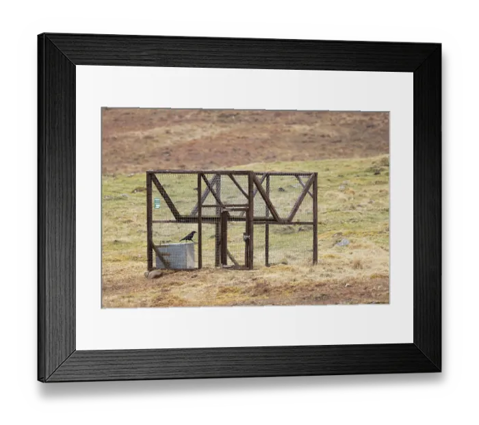Framed Print : Carrion crow (Corvus corone) caught inside a Larson trap on moorland, Scottish Highlands, Scotland, UK. April Framed Print : Carrion crow (Corvus corone) caught inside a Larson trap on moorland, Scottish Highlands, Scotland, UK. April
