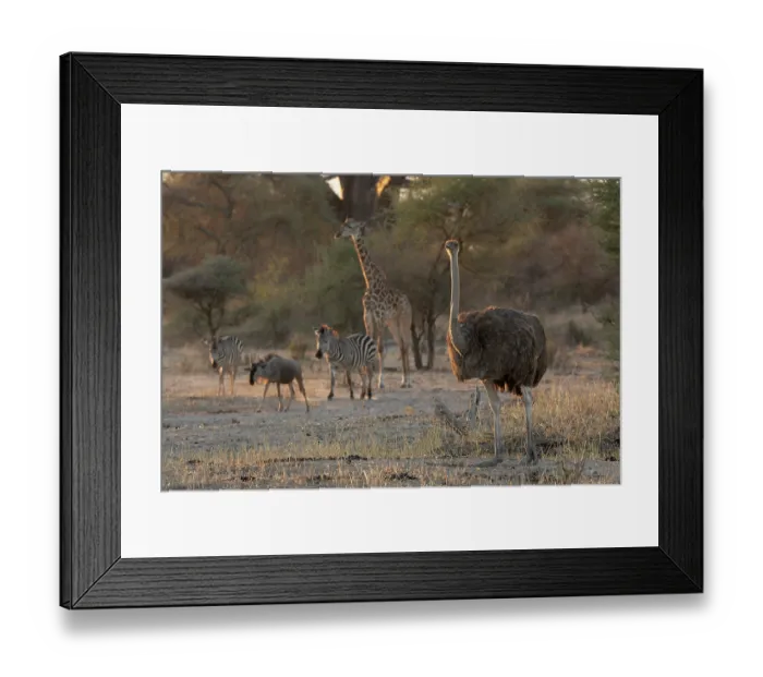 Framed Print : Masai ostrich (Struthio camelus massaicus) female, with Masai giraffe (Giraffa camelopardalis tippelskirchi) and Zebra (Equus quagga) behind in evening light Framed Print : Masai ostrich (Struthio camelus massaicus) female, with Masai giraffe (Giraffa camelopardalis tippelskirchi) and Zebra (Equus quagga) behind in evening light