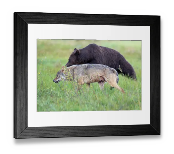 Framed Print : RF - Eurasian wolf (Canis lupus) in grassland with Eurasian brown bear (Ursus arctos) behind, Kuikka camp, Kuhmo, Finland. August