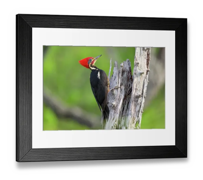 Framed Print : Lineated woodpecker (Dryocopus lineatus) perched on dead tree, Buraco das Araras, Mato Grosso do Sul, Brazil Framed Print : Lineated woodpecker (Dryocopus lineatus) perched on dead tree, Buraco das Araras, Mato Grosso do Sul, Brazil