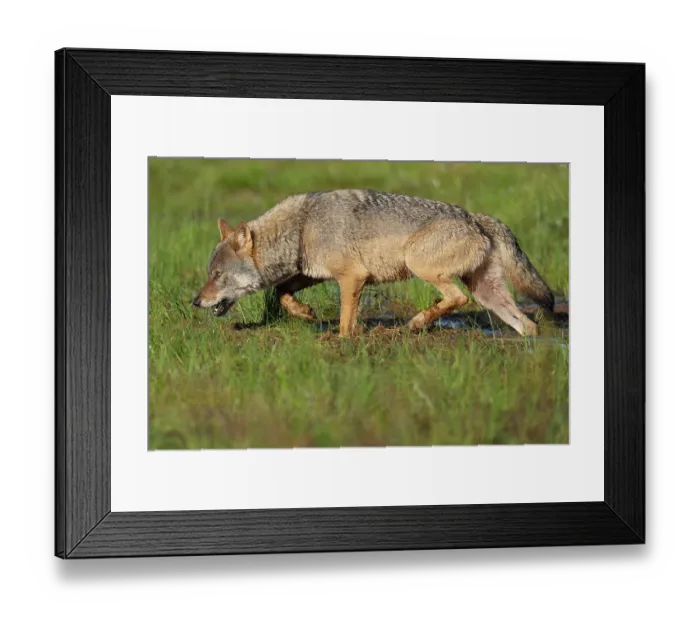 Framed Print : RF - Eurasian wolf (Canis lupus) walking through marshy ground, Kuikka camp, Kuhmo, Finland. August. (This image may be licensed either as rights managed or royalty free.) Framed Print : RF - Eurasian wolf (Canis lupus) walking through marshy ground, Kuikka camp, Kuhmo, Finland. August. (This image may be licensed either as rights managed or royalty free.)