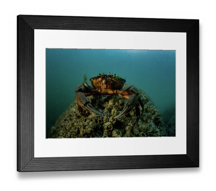 Framed Print : European green crab (Carcinus maenas) on the seabed, Sooke, Vancouver Island, British Columbia, Canada, Pacific Ocean Framed Print : European green crab (Carcinus maenas) on the seabed, Sooke, Vancouver Island, British Columbia, Canada, Pacific Ocean