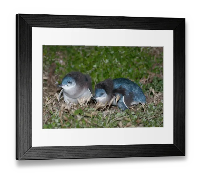 Framed Print : Two Fairy penguin (Eudyptula minor) chicks preparing to fledge, Phillip Island Nature Park, Victoria, Australia Framed Print : Two Fairy penguin (Eudyptula minor) chicks preparing to fledge, Phillip Island Nature Park, Victoria, Australia