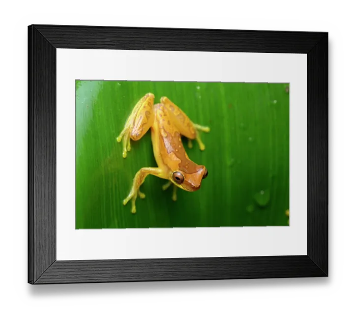 Framed Print : Hourglass tree frog (Dendropsophus ebraccatus) resting on leaf, Piedras Blancas National Park, near Osa Peninsula, Costa Rica Framed Print : Hourglass tree frog (Dendropsophus ebraccatus) resting on leaf, Piedras Blancas National Park, near Osa Peninsula, Costa Rica
