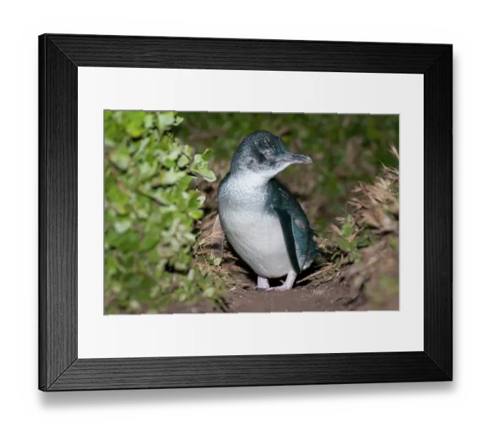 Framed Print : Fairy Penguin (Eudyptula minor) standing on trail near nesting burrows at night, Phillip Island Nature Park, Victoria, Australia Framed Print : Fairy Penguin (Eudyptula minor) standing on trail near nesting burrows at night, Phillip Island Nature Park, Victoria, Australia