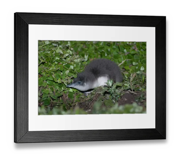 Framed Print : Fairy penguin (Eudyptula minor) chick preparing to fledge, Phillip Island Nature Park, Victoria, Australia
